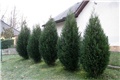 Cupressocyparis Leylandii 2001